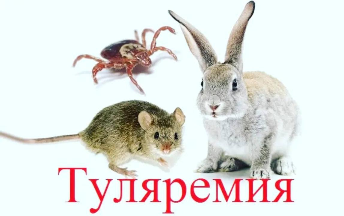 туляремия